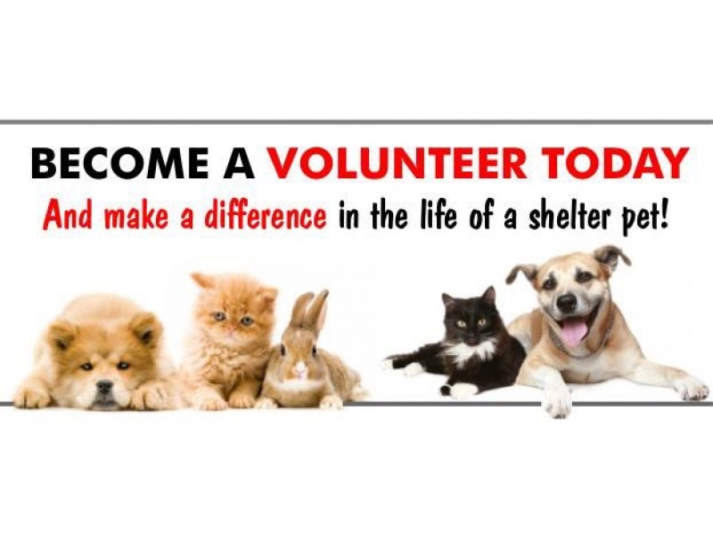 Can't Adopt? Volunteer at the Pet Adoption Shelter - Wilco Wellness