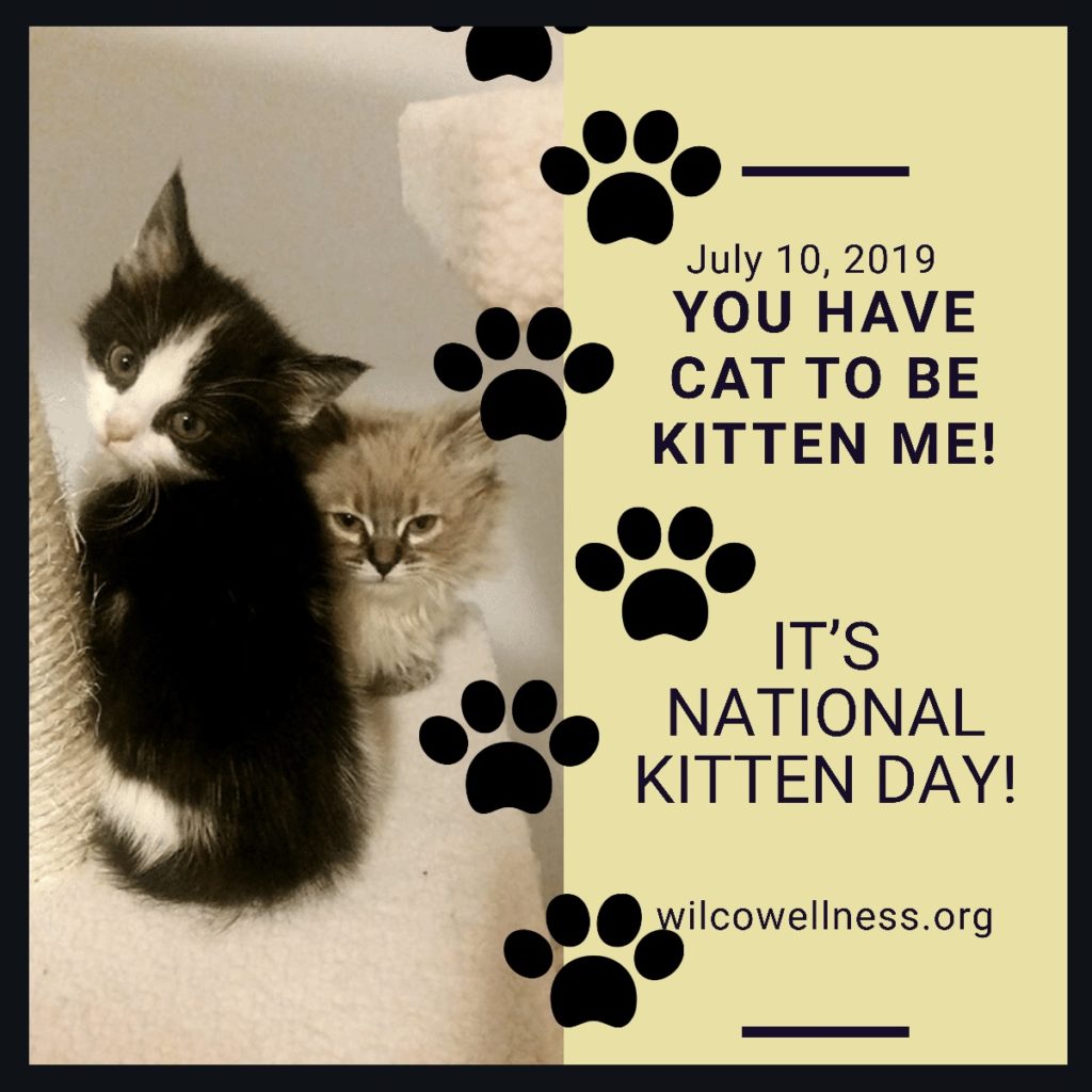 july 10 kitten day