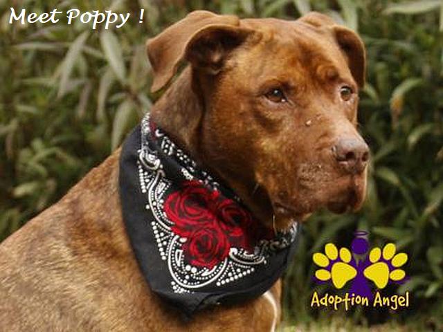 Meet Poppy a senior pet