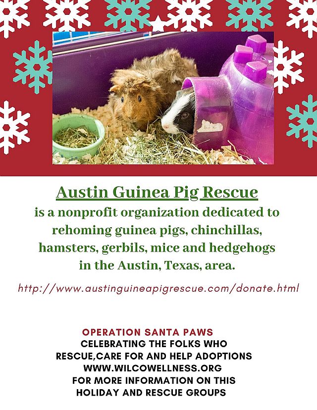 Operation-Santa-Paws-Guinea-Pig