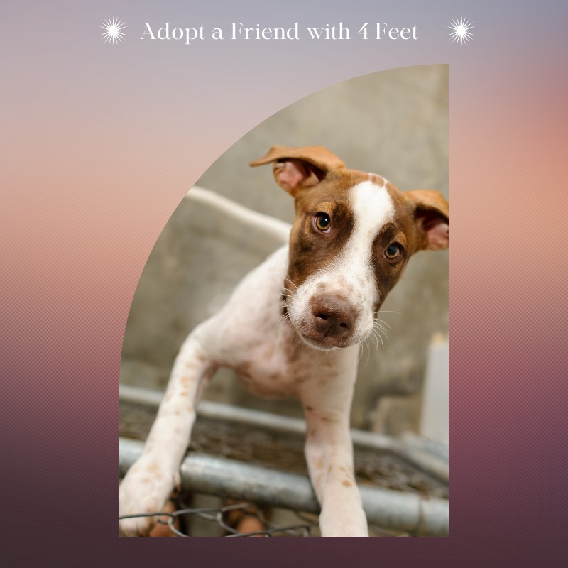 adopt-a-shelter-dog