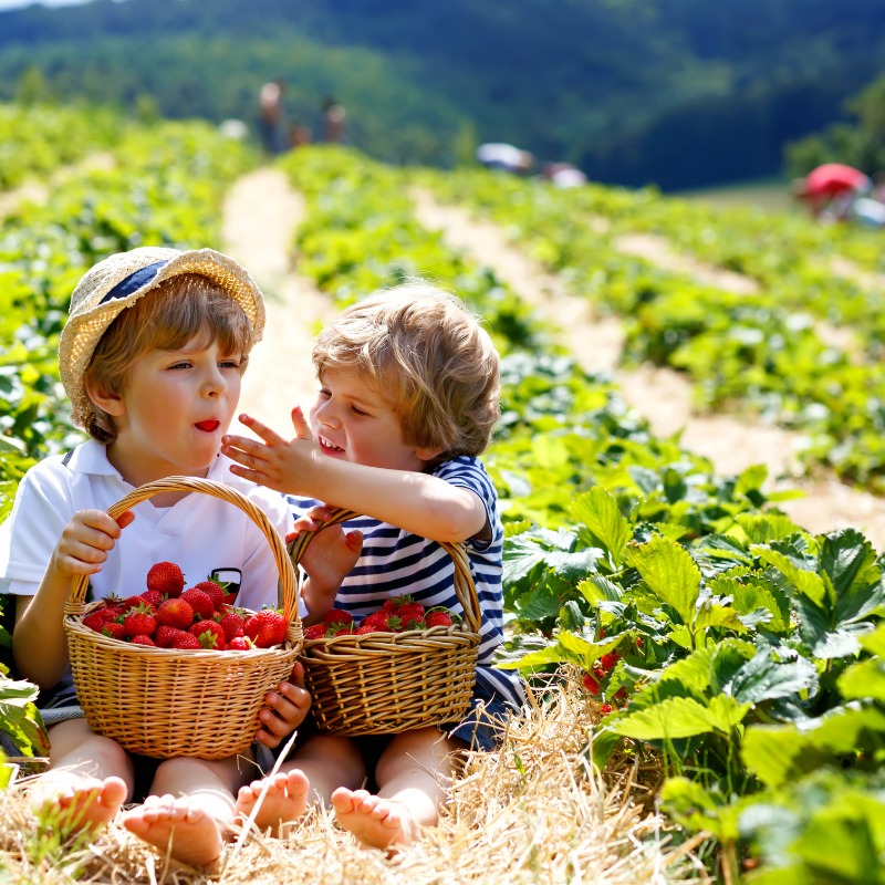 Strawberries 101 Healthy snack WilcoWellness