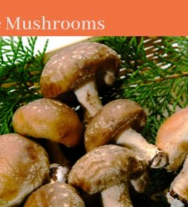 Celebrate-National-Mushroom-Month @WilcoWellness